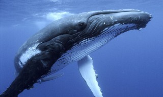 海里最大的生物是鲸鱼吗 海里最大的生物是什么