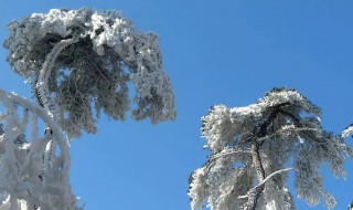 大雪压青松青松挺且直释义 大雪压青松青松挺且直意思