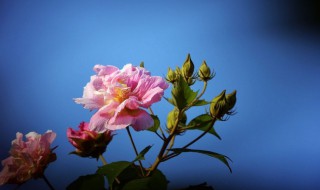 芙蓉花开内容节选 芙蓉花开散文