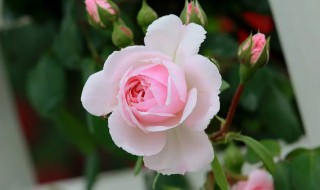 邯郸的市花是哪个花 邯郸的市花是什么花