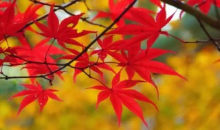 火红的枫叶象征哪些意义 火红的枫叶象征什么意义