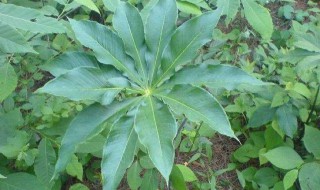 七叶一枝花的传说是什么 七叶一枝花的传说