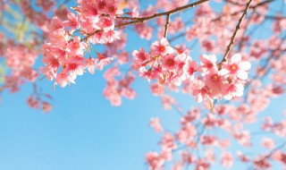 樱花有什么传说 关于樱花的传说