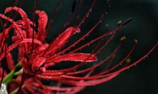 彼岸花有什么传说 彼岸花的传说故事