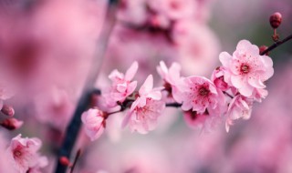 形容梅花的词语有哪些 形容梅花的词语