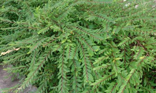 草本植物名称详细介绍 草本植物种类详细介绍