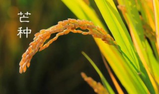 芒种介绍 芒种读音怎么读