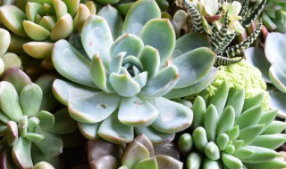 描写多肉植物的优秀作文 关于多肉植物的作文