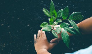 小学生植树节手抄报写什么 小学生植树节手抄报