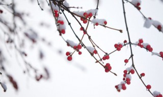 关于下雪的日记怎么写 关于下雪的日记