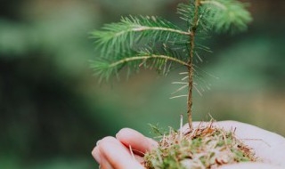 4年级植树节日记150字以上 怎么写 4年级植树节日记150字以上