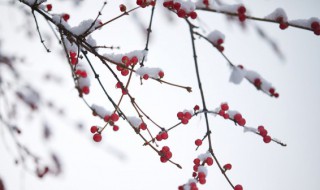 春节下雪的诗句有哪些 春节下雪的诗句