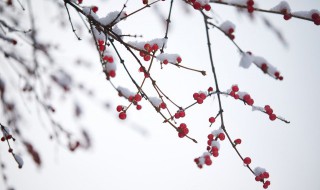 有关雪花的诗句 关于雪花的诗句