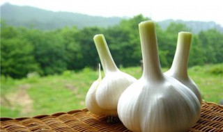 看看大蒜油妙处吧 大蒜油的功效与作用