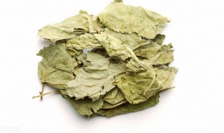 桑叶茶有什么功效与禁忌 桑叶茶的功效与禁忌