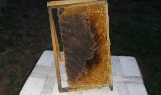 蜜蜂巢泡酒的作用与功效有哪些 蜜蜂巢泡酒的作用与功效