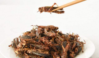 能不能吃蚱蜢 蚱蜢能吃吗