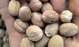 肉豆蔻的功效与作用简单介绍 肉豆蔻的功效与作用有什么