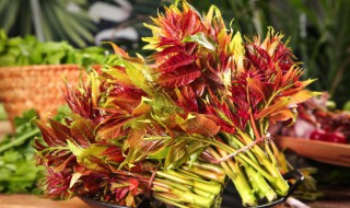 香椿芽炒鸡蛋是不是属于发物 香椿芽炒鸡蛋属于发物吗