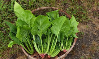 胡萝卜和菠菜一起吃可以吗 胡萝卜和菠菜能一起吃吗