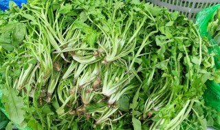 荠菜有什么营养 荠菜儿童可以吃吗