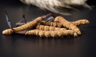 虫草有什么作用 虫草的作用