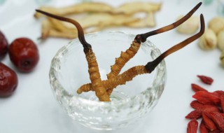 吃冬虫夏草有些什么好处 吃冬虫夏草有哪些好处