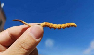 冬虫夏草的功效和主治 虫草的功效与主治