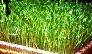 吃豆苗的好处介绍 豆苗的营养价值和功效