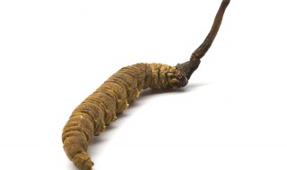 虫草吃法介绍 虫草吃法