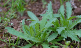 刺儿菜功效和吃法介绍 刺儿菜功效和吃法