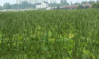 蒲黄有什么营养 蒲黄的营养价值