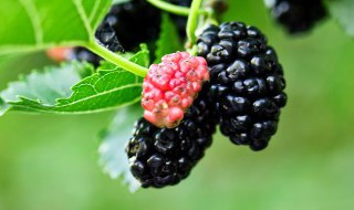 桑葚叶的营养价值有哪些 桑葚叶的营养价值