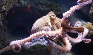 章鱼的营养价值有哪些 章鱼的营养价值