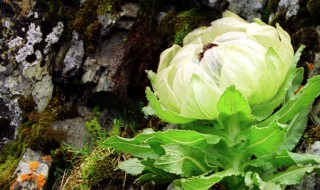 雪莲花的营养价值是什么 雪莲花的营养价值