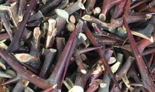 皂角刺的功效与作用 皂角刺的营养价值