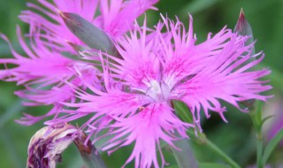 关于瞿麦的营养价值 瞿麦的营养价值