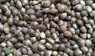 火麻仁有什么营养价值 火麻仁的营养价值