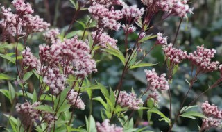 泽兰的营养价值有哪些 泽兰的营养价值