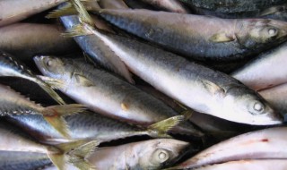 鲭鱼的营养价值是什么 鲭鱼的营养价值