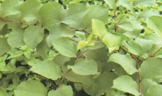 黄药子的营养价值是什么 黄药子的营养价值