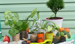 关于孔雀竹芋有毒吗 孔雀竹芋有毒吗