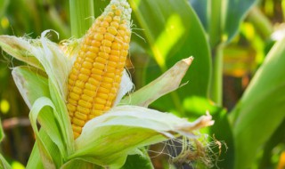玉米的作用介绍 玉米是属于凉性的还是热性的