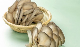 蘑菇是热性的吗 蘑菇是热性还是凉性的