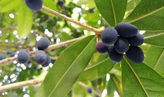 桂花果的功效与作用有哪些 桂花果的功效与作用