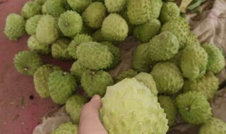 凤梨释迦果功效与作用都有什么 凤梨释迦果功效与作用