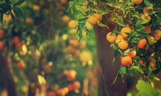 吃多少橘子脸会黄 一天吃几个橘子脸会黄