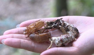 金蝉花究竟怎么吃 金蝉花究竟怎么吃效果较好