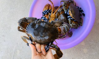 菜鲟与什么食物相克 菜鲟相克的食物