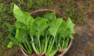 菠菜不能和哪些食物一起吃 菠菜和哪些食物一起吃相克